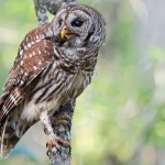 Barred Owl with Crayfish