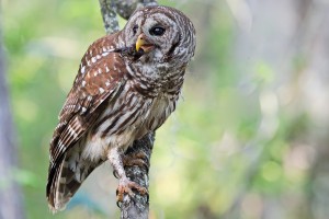 Barred Owl with Crayfish