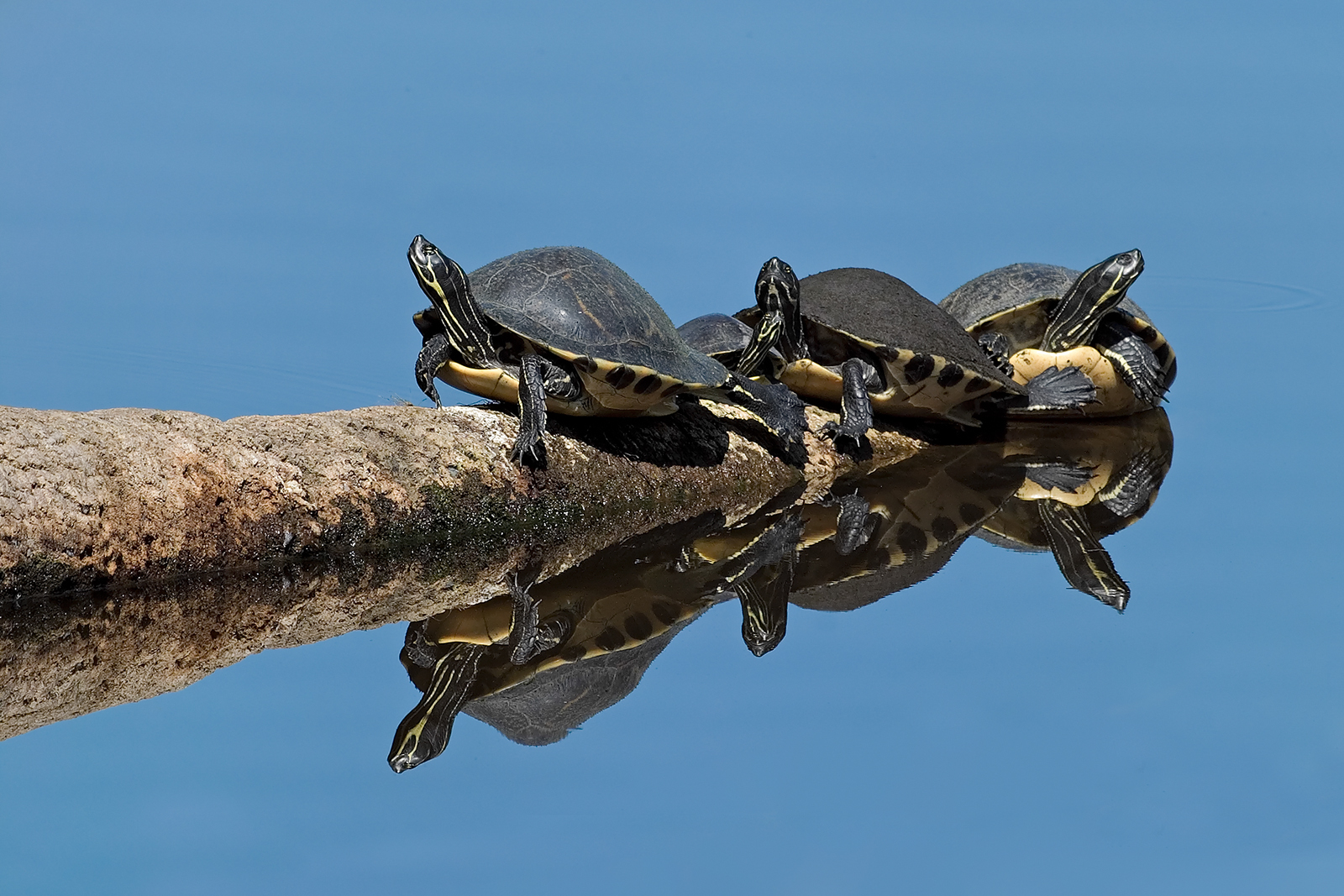 Reflected Turtles