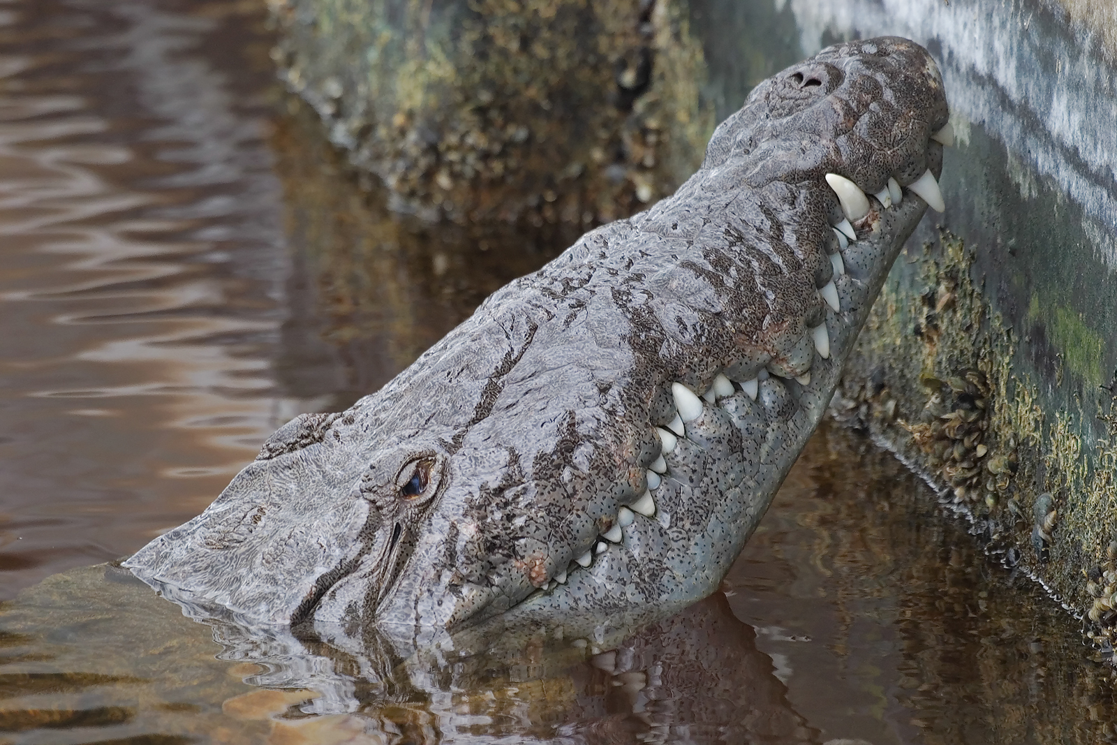 American Crocodile Closeup