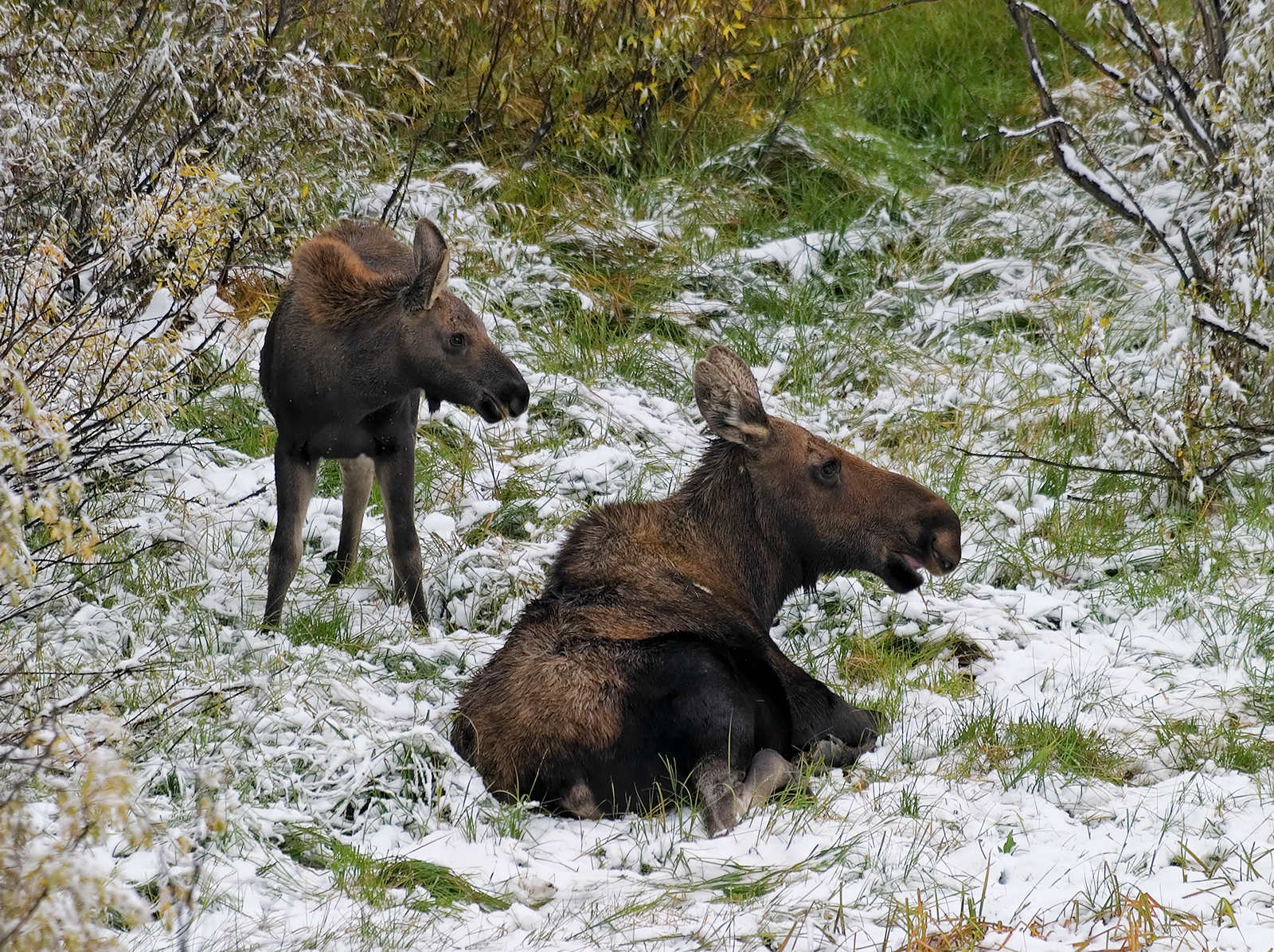 Mother and Moose Calf
