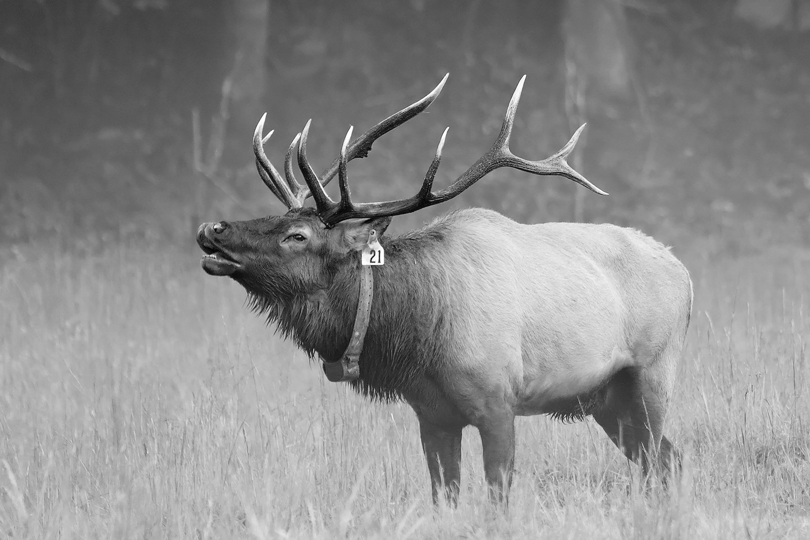 Bull Elk Bugling in Black and White