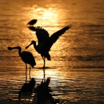 Roseate Spoonbill Silhouettes