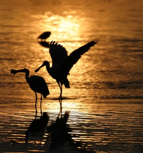 Roseate Spoonbill Silhouettes