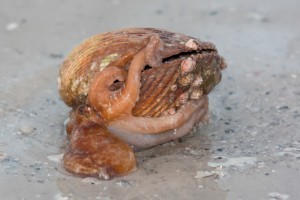 Octopus with shell