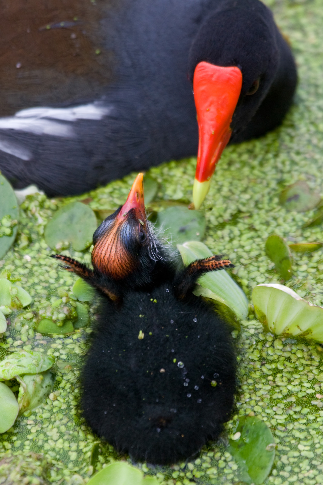 Common Moorhen Parent and Chick
