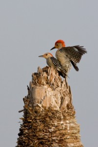 Red Bellied Woodpeckers Mating