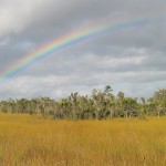 Everglades Rainbow