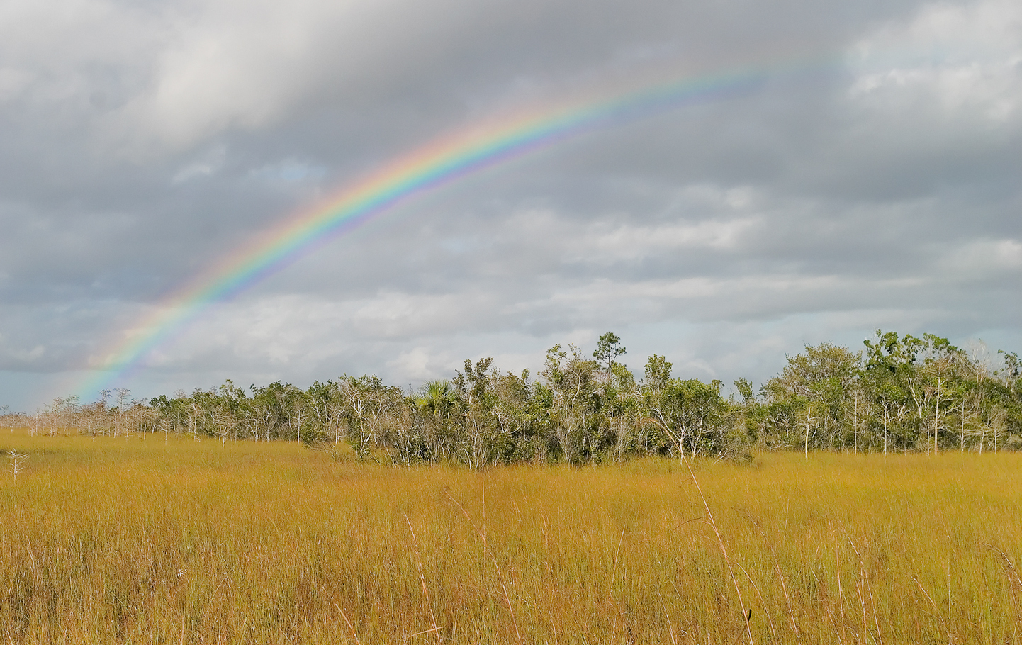 Everglades Rainbow