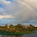 Wakodahatchee Wetlands Rainbow