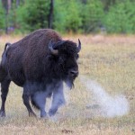 Buffalo Snort