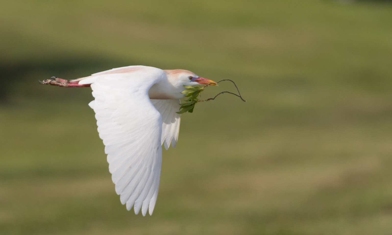 Cattle Egret in Flight
