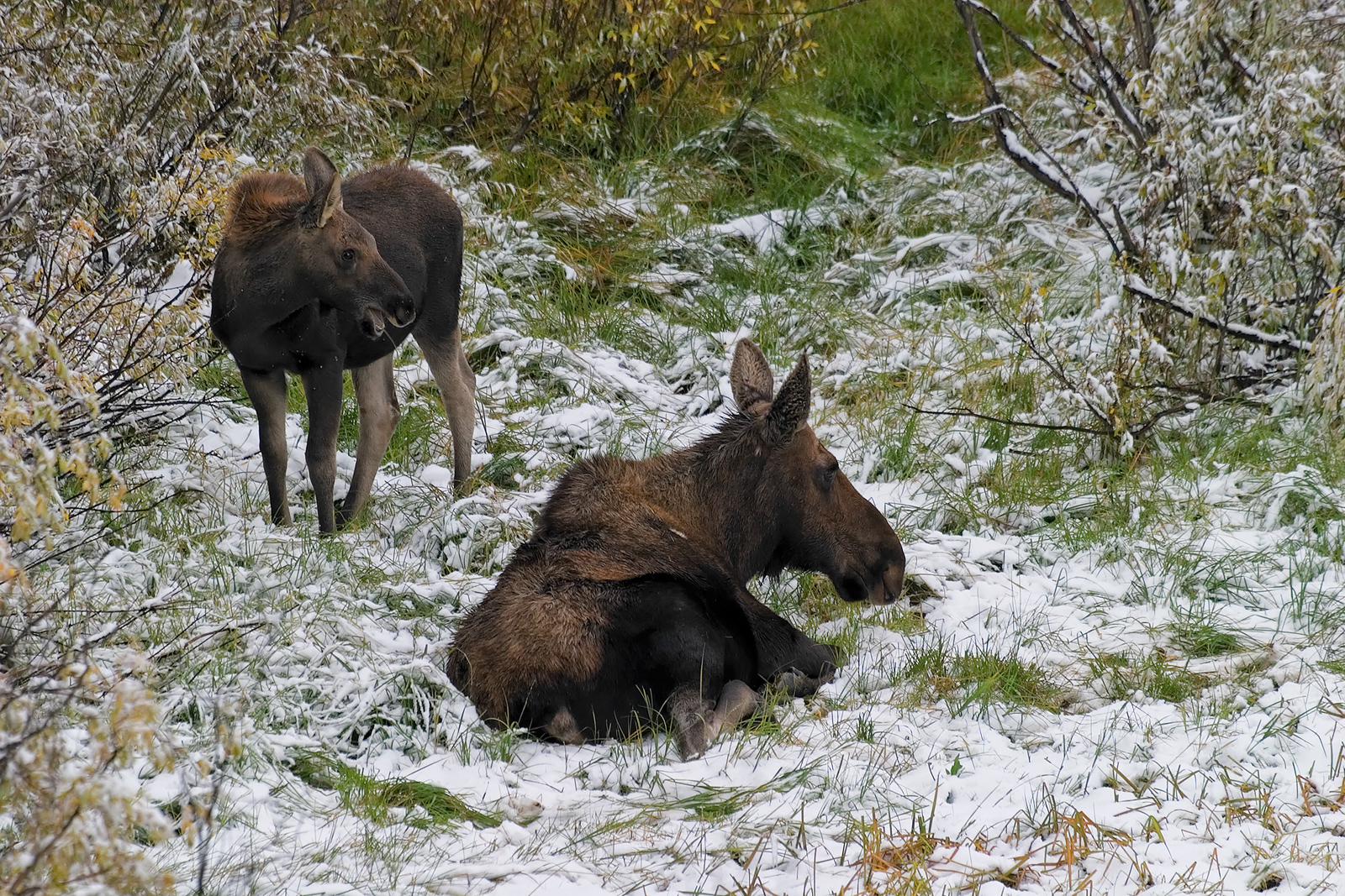 Moose and Calf in Snow