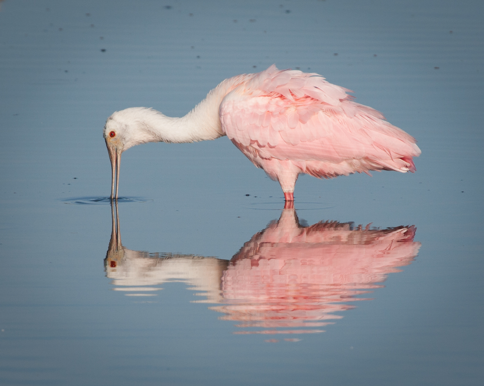 Reflected Roseate Spoonbill