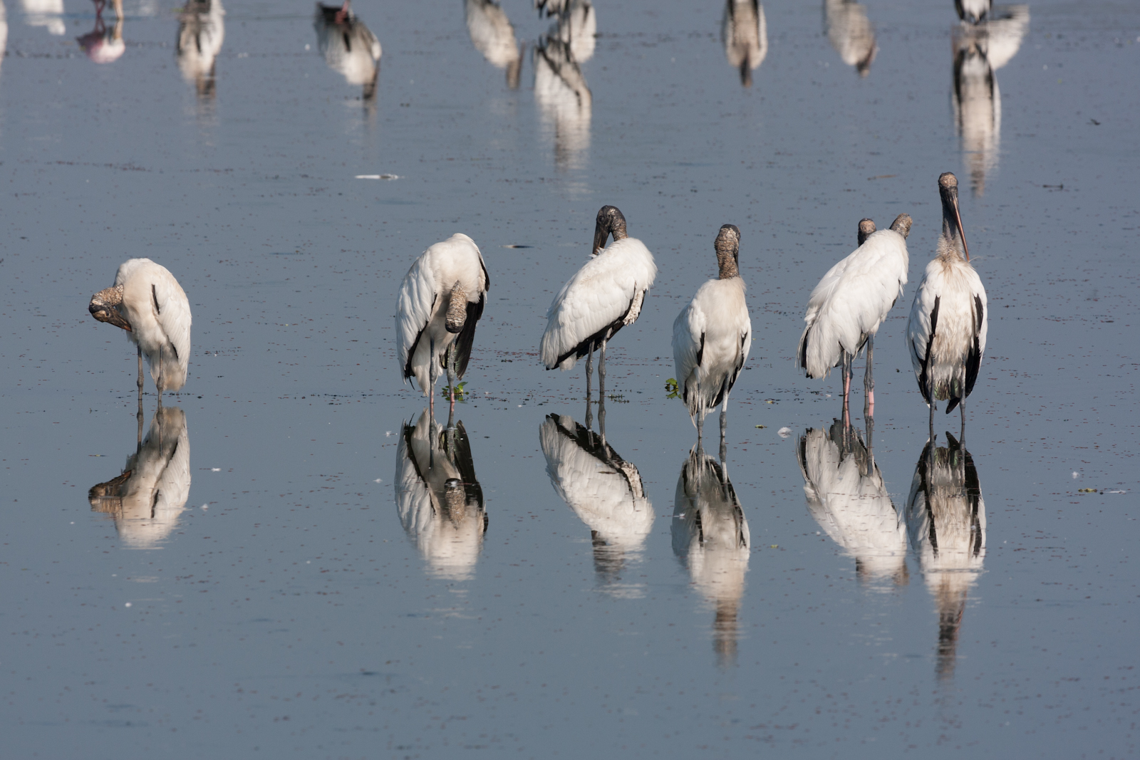 Reflected Wood Storks