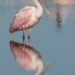 Roseate Spoonbill Reflection