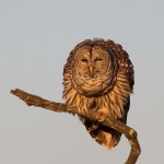 Barred Owl Fluffed Up