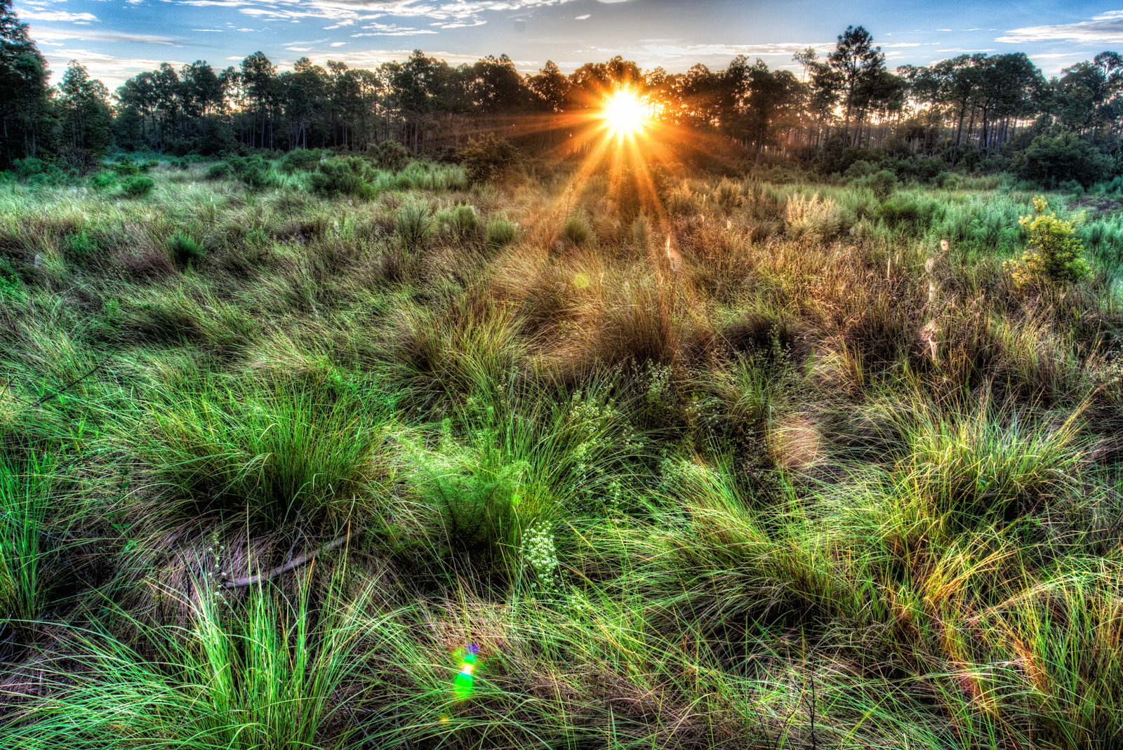 Florida Prairie Sunrise