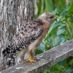 Red Shouldered Hawk Camoflague