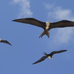 Three Magnificent Frigatebirds