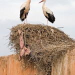 White Stork Nesting Pair