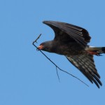 Snail Kite with Nesting Material