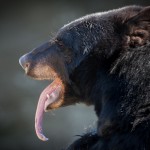 Black Bear at Grandfather Mountain