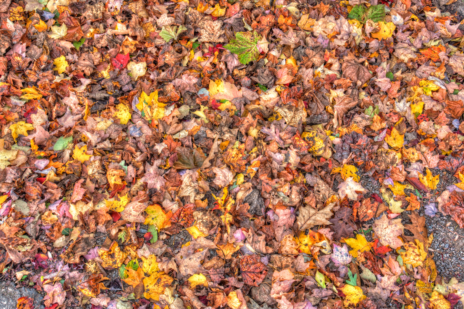 Fall Leaves Carpet