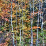 Fall Trees Vertical