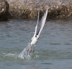 Forster's Tern Splash