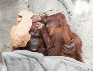 Orangutan Secret