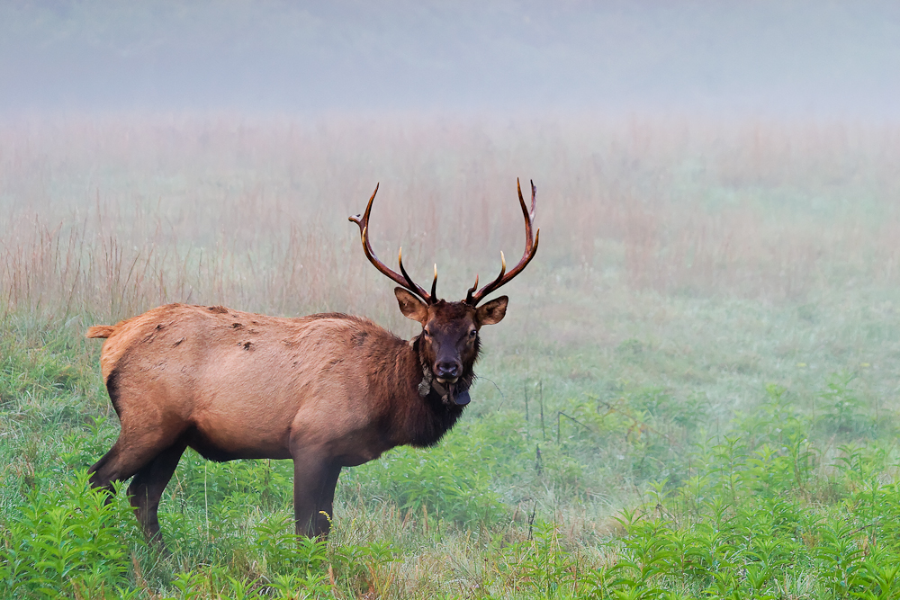Cataloochee Elk in Fog