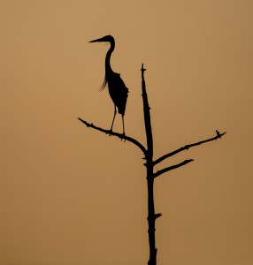 Great Blue Heron Silhouette