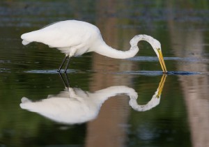 Great Egret Mirror Image
