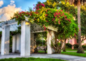 Bench and Bougainvillea