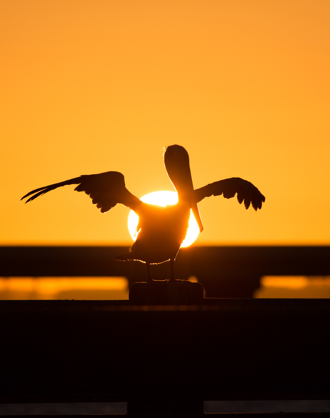 Pelican Sunrise Silhouette