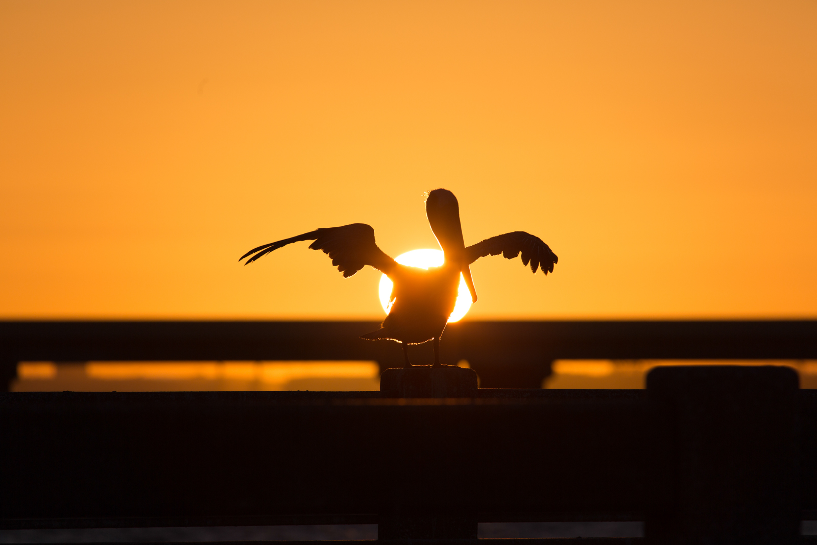 Pelican Sunrise Silhouette