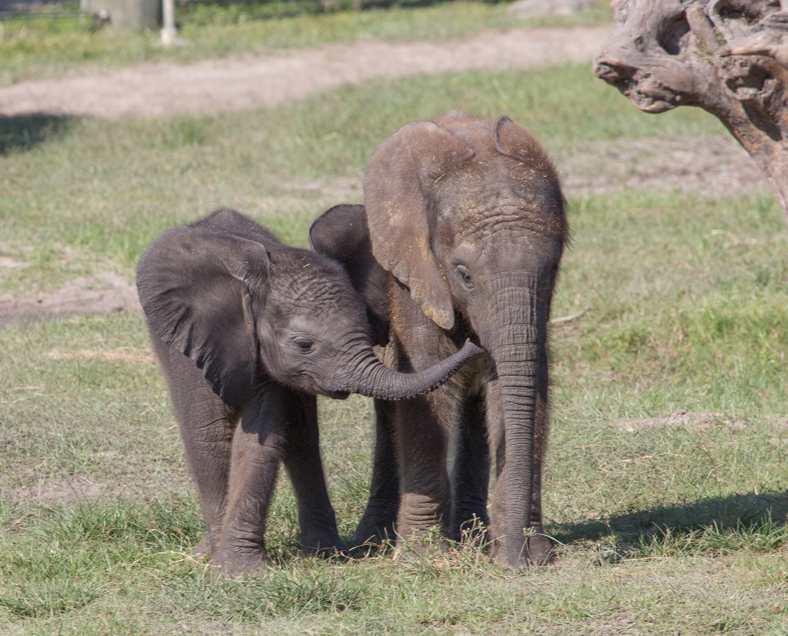 Lowry Park Baby Elephant Pair