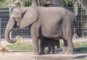 Mavi - Baby African Elephant