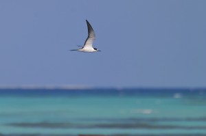 Sooty Tern off Dry Tortugas