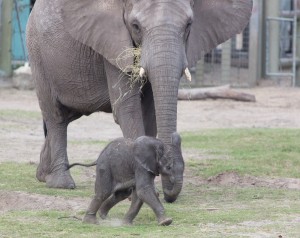 Running Baby Elephant