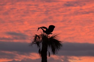 Great Blue Heron Silhouette at Sunrise