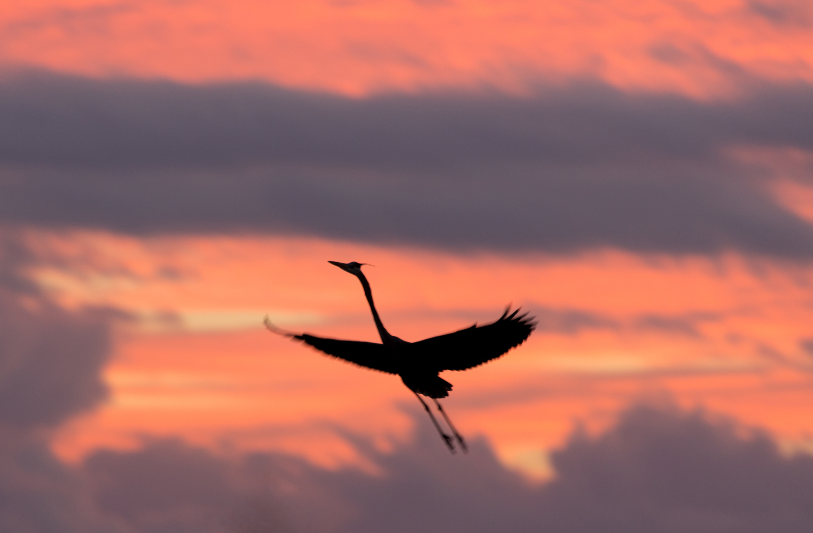 Great Blue Heron Silhouette in Flight