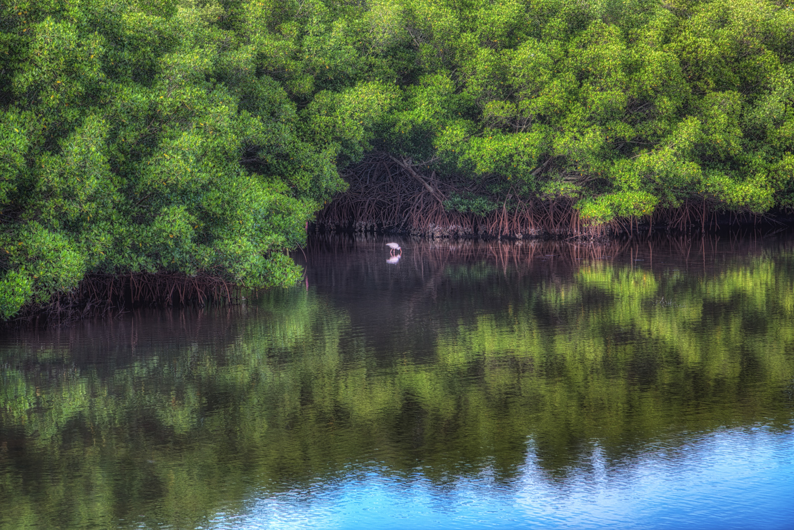 Ibis Among Mangroves at Weedon Island