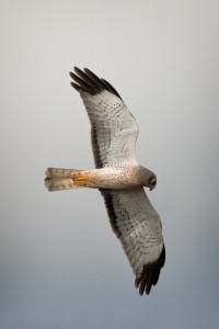 Northern Harrier Hawk