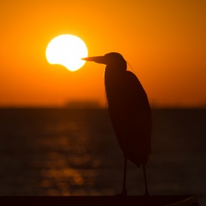 Partial Solar Eclipse with Great Blue Heron Silhouette - St Petersburg