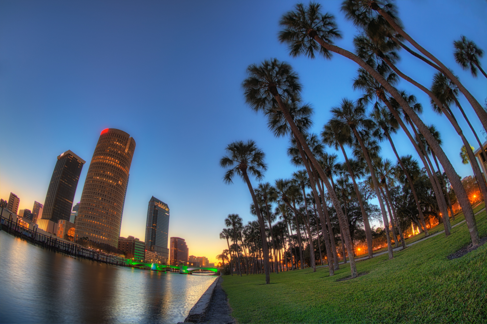 Downtown Tampa and Plant Park Palms Fisheye