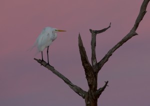 Great Egret with pink sky