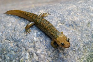 Black-bellied Salamander (Desmognathus quadramaculatis) GSMNP