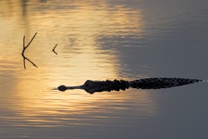 Gator Swimming at Dawn